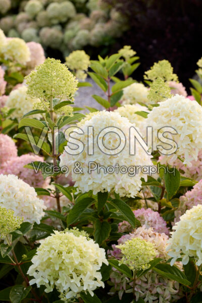 Hydrangea paniculata Whitelight Hydrangea paniculata Whitelight