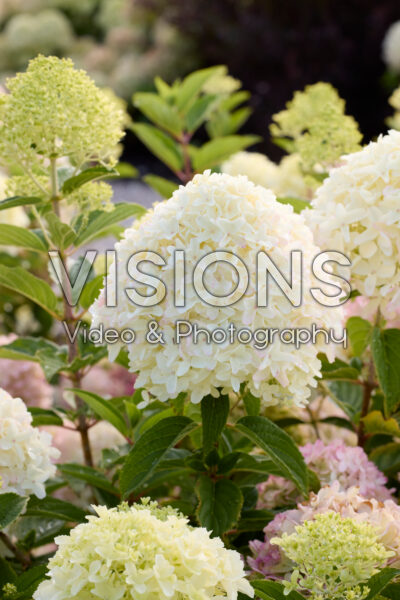 Hydrangea paniculata Whitelight