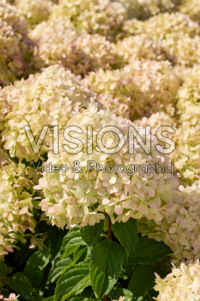 Hydrangea paniculata Littlelight
