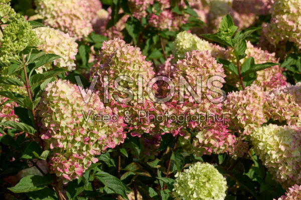 Hydrangea paniculata Redlight