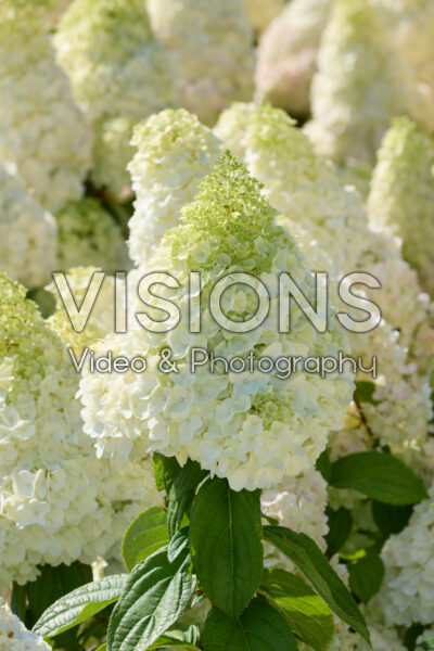 Hydrangea paniculata Magical Kilimanjaro