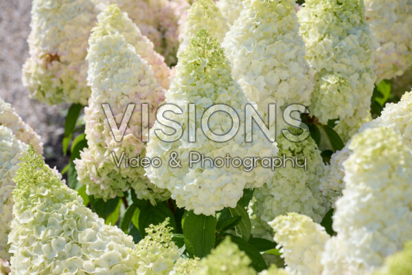 Hydrangea paniculata Magical Kilimanjaro