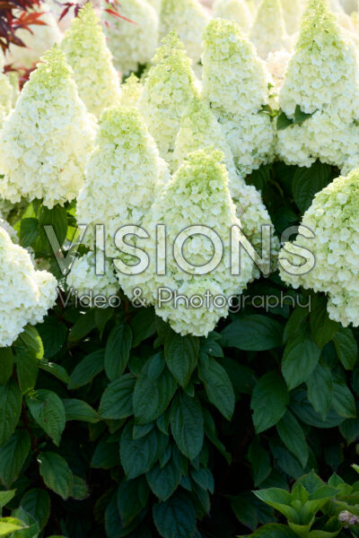 Hydrangea paniculata Magical Kilimanjaro Hydrangea paniculata Magical Kilimanjaro