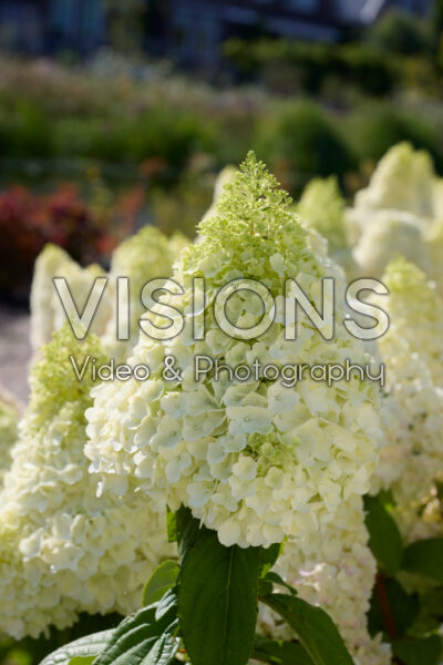 Hydrangea paniculata Magical Kilimanjaro