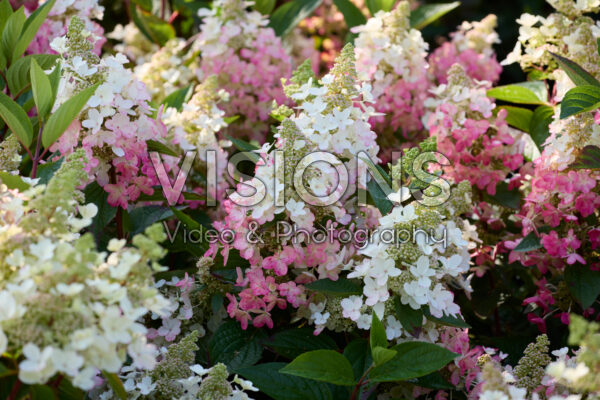 Hydrangea paniculata Magical Vesuvio Hydrangea paniculata Magical Vesuvio