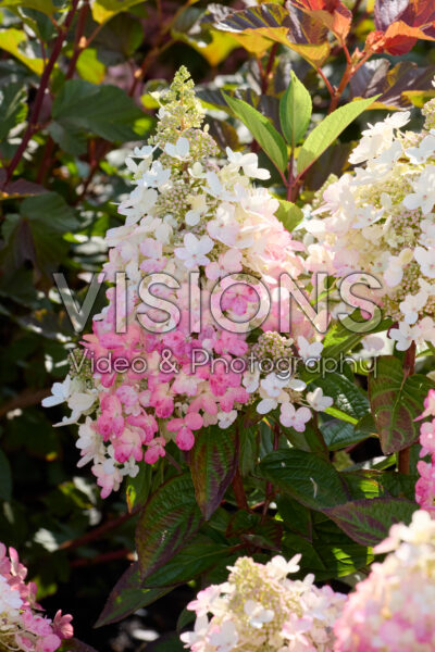 Hydrangea paniculata Magical Vesuvio