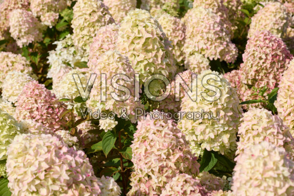 Hydrangea paniculata Magical Candle
