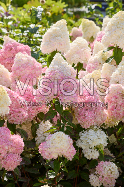 Hydrangea paniculata Magical Andes Hydrangea paniculata Magical Andes