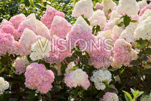 Hydrangea paniculata Magical Andes Hydrangea paniculata Magical Andes