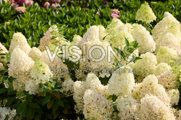 Hydrangea paniculata Magical Matterhorn Hydrangea paniculata Magical Matterhorn