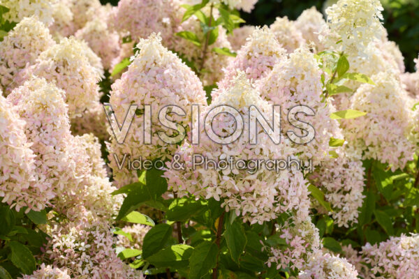 Hydrangea paniculata Magical Monte Nova