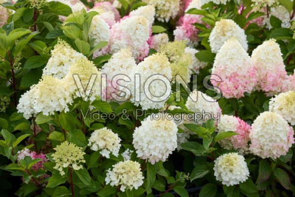 Hydrangea paniculata