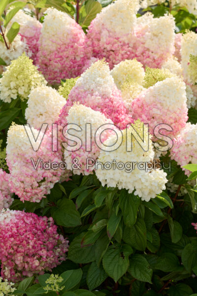 Hydrangea paniculata