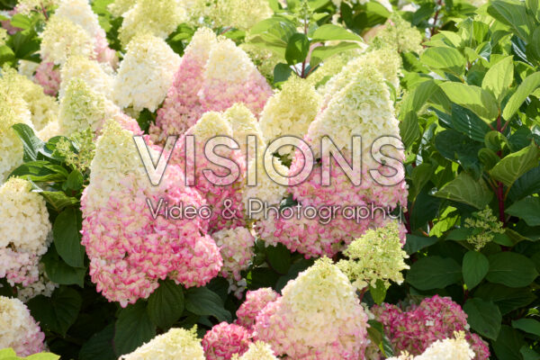 Hydrangea paniculata