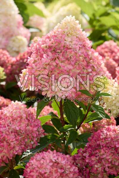 Hydrangea paniculata Living Little Love®