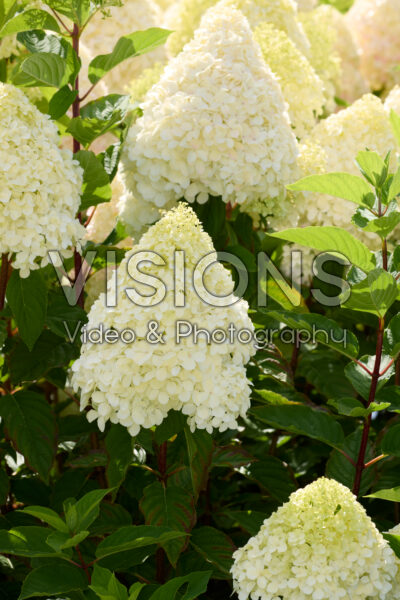 Hydrangea paniculata Living Pink & Rose®