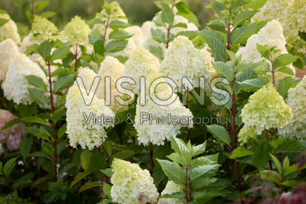 Hydrangea paniculata Living Pink & Rose®