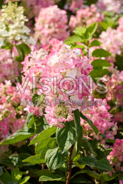 Hydrangea paniculata