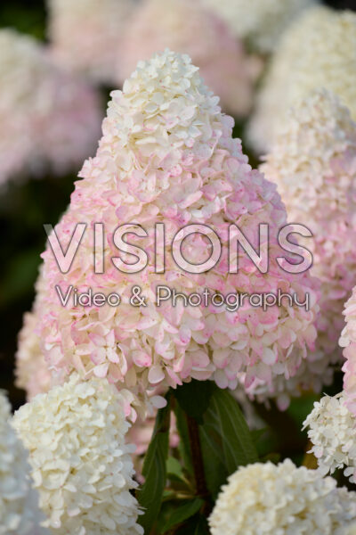 Hydrangea paniculata