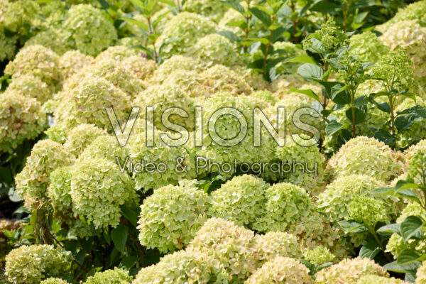 Hydrangea paniculata Living Little AppleĀ® Hydrangea paniculata Living Little AppleĀ®