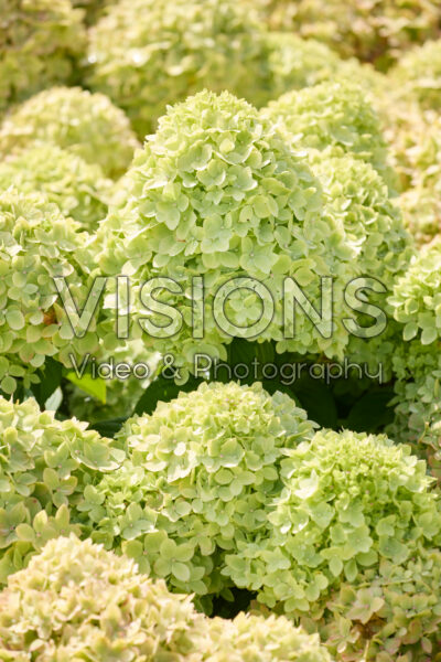 Hydrangea paniculata Living Little Apple® Hydrangea paniculata Living Little Apple®