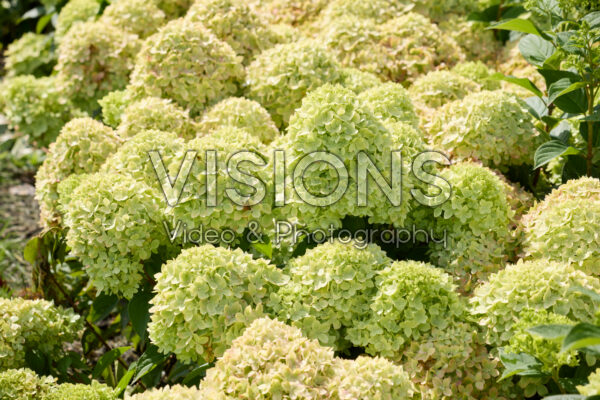 Hydrangea paniculata Living Little Apple®