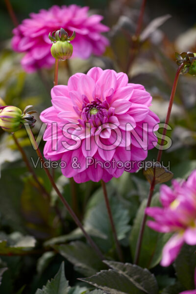 Dahlia Candlelight Smokey Blaze