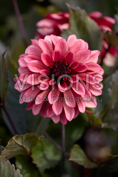 Dahlia Night Silence Dahlia Night Silence