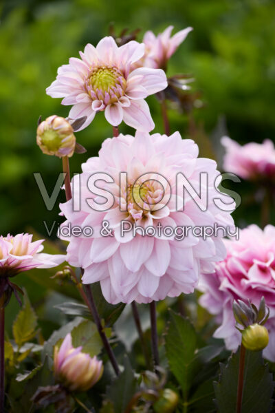Dahlia Candlelight Sweet Blaze