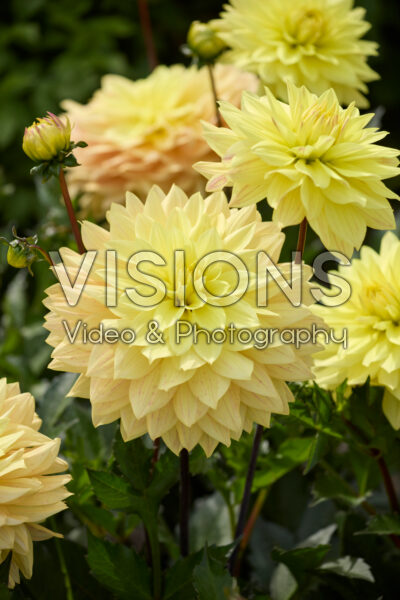 Dahlia Xanthe