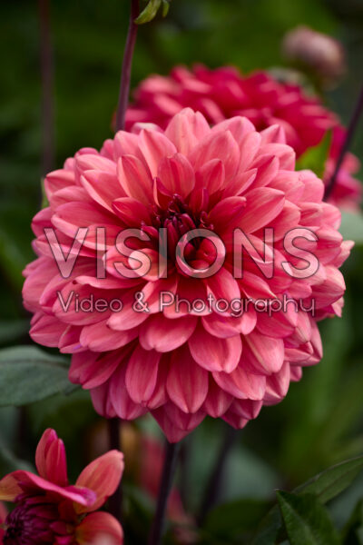 Dahlia Klara Zak Dahlia Klara Zak