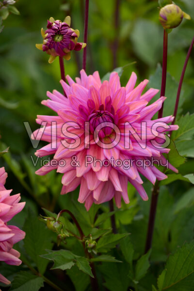 Dahlia Negroni Sunset