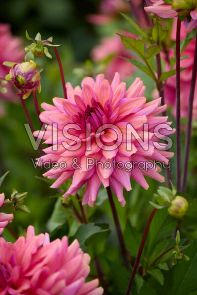 Dahlia Negroni Sunset
