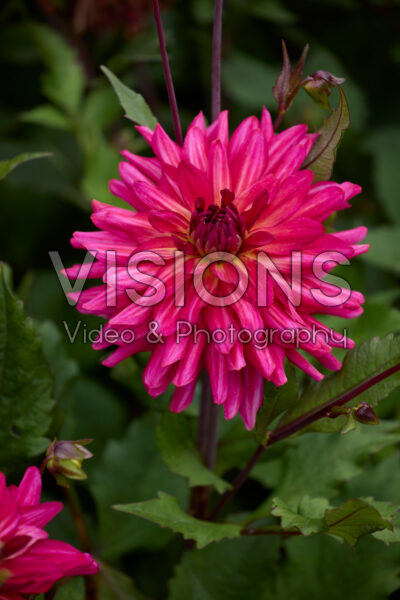 Dahlia Magenta Festival