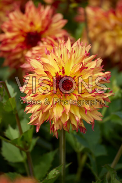 Dahlia Garden Fire