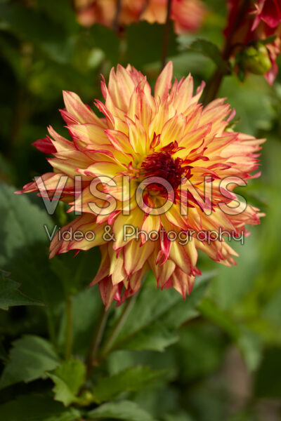 Dahlia Garden Fire
