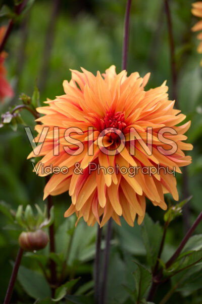 Dahlia Dorito