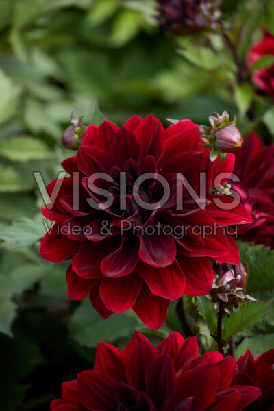 Dahlia PJU 38