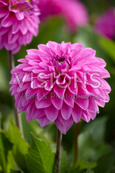 Dahlia Go Go Pink