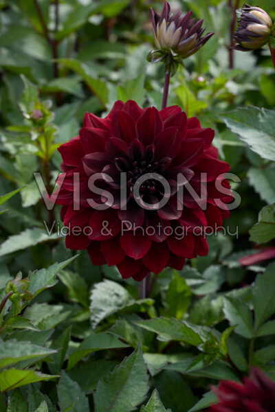 Dahlia Go Go Black Dahlia Go Go Black