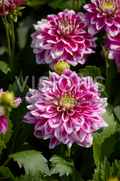 Dahlia Go Go Twotone Dahlia Go Go Twotone
