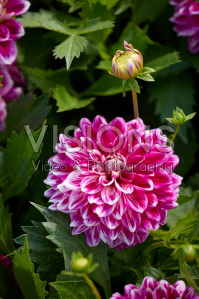 Dahlia Go Go Twotone
