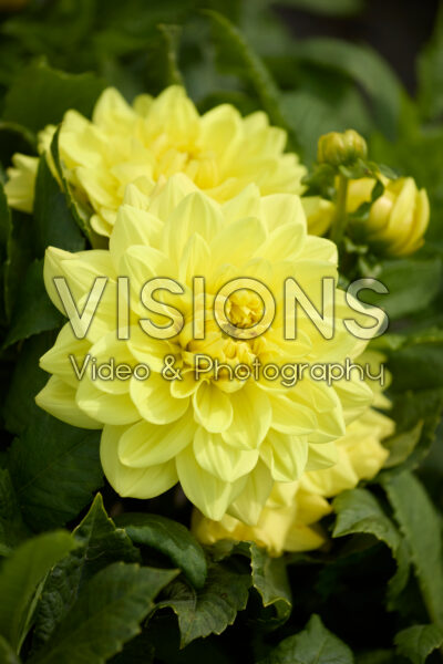 Dahlia Go Go Yellow