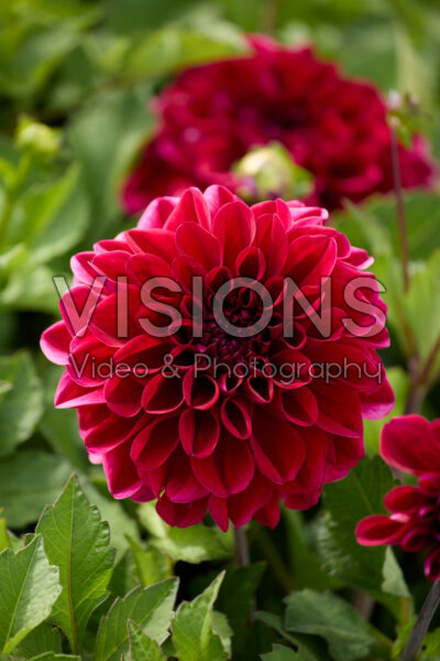 Dahlia Go Go Purple Dahlia Go Go Purple