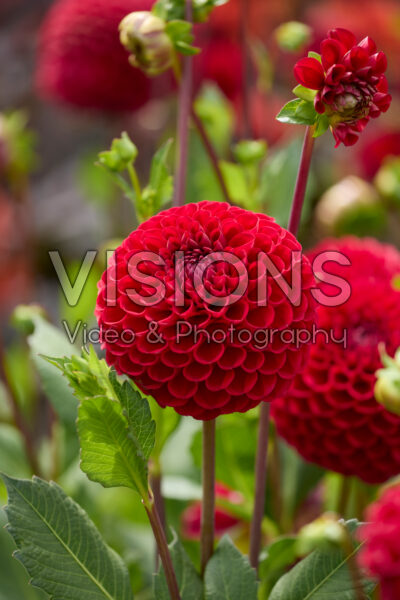 Dahlia Cornel Dahlia Cornel