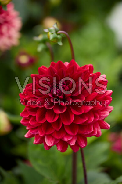 Dahlia Red Runner