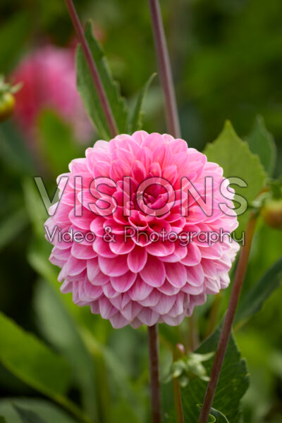 Dahlia Pink Runner