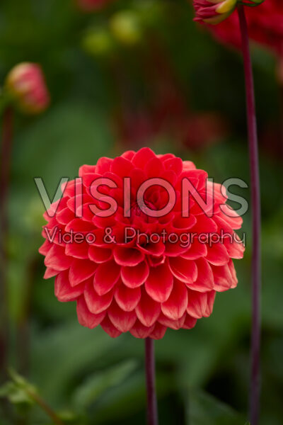 Dahlia Sunny Boy Red