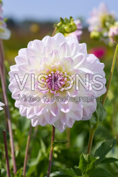 Dahlia Pretty in Pink