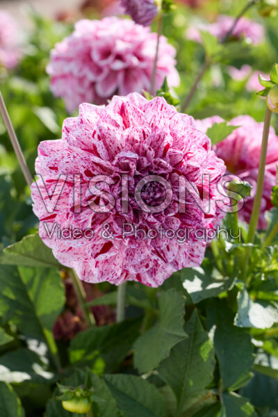 Dahlia Go Go Speckled